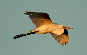 Coming in for a landing at Palm Coast's annual Birds of a Feather Fest, which takes off this weekend. (Henry)