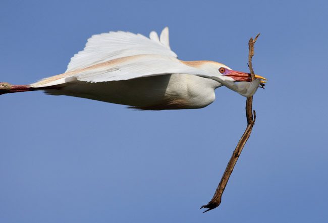 Palm Coast's beloved Birds of a Feather Fest begins today and through the rest of the week. See details below. Above,  a cattle egret (Bubulcus ibis) nesting. (Jill Bazeley)