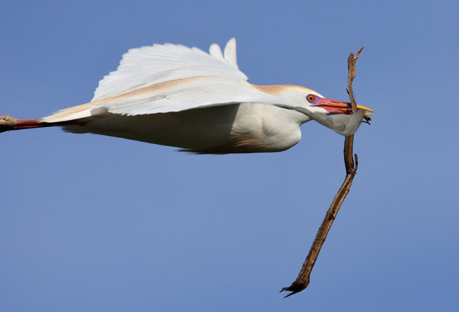 Palm Coast's beloved Birds of a Feather Fest begins today and through the rest of the week. See details below. Above, a cattle egret (Bubulcus ibis) nesting. (Jill Bazeley)