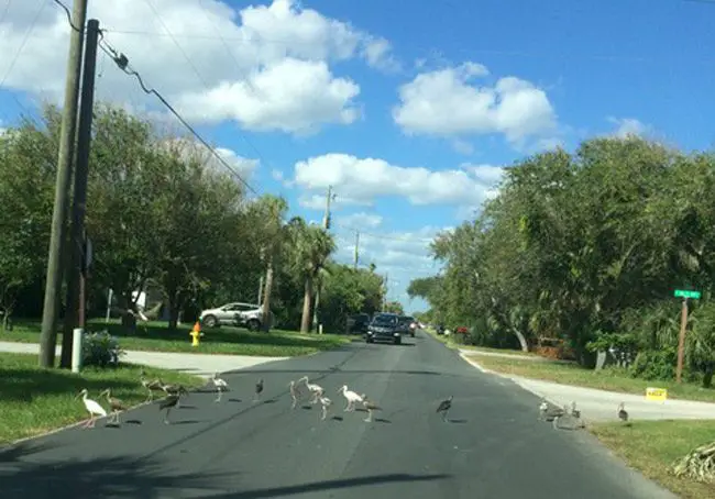Not all birds get slaughtered at Thanksgiving: Flagler Beach's Coralee Leon sent us this moment on South Daytona Avenue over the weekend, where a convoy of birds halted traffic until the birds were done ambling across.