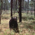 A Florida black bear. (FWC)