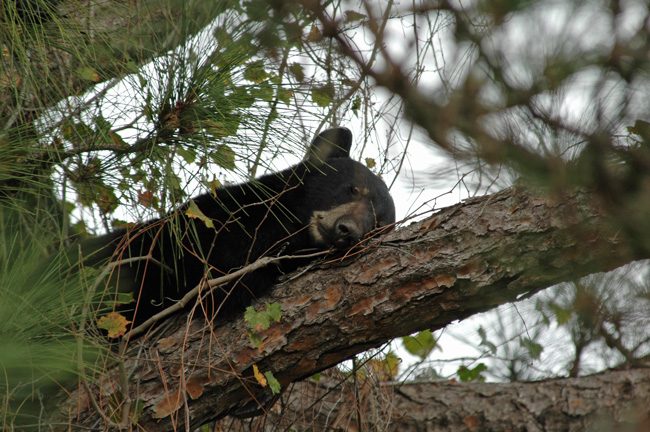 florida black bears