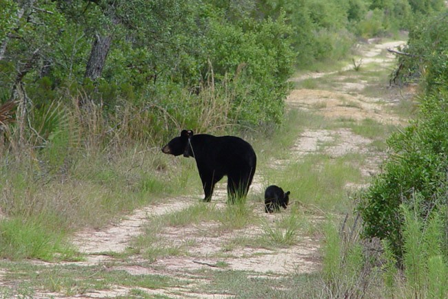 black bear hunt florida