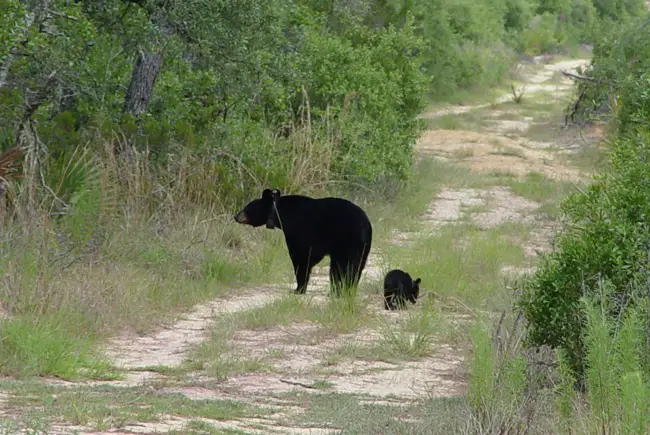black bear hunt florida