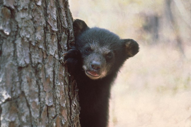 florida black bears hunting fwc