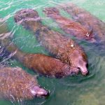 Manatees gather in waters within the Jupiter Inlet Lighthouse Outstanding Natural Area, managed by the U.S. Bureau of Land Management. Credit: BLM Southeastern States