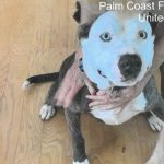 Blu, the dog at the center of a controversy that put in question the way Palm Coast's animal control officers interact with the public. Blu has been euthanized after his second attack in 13 months in the W-Section, the second one resulting in the death of another dog. (Palm Coast)