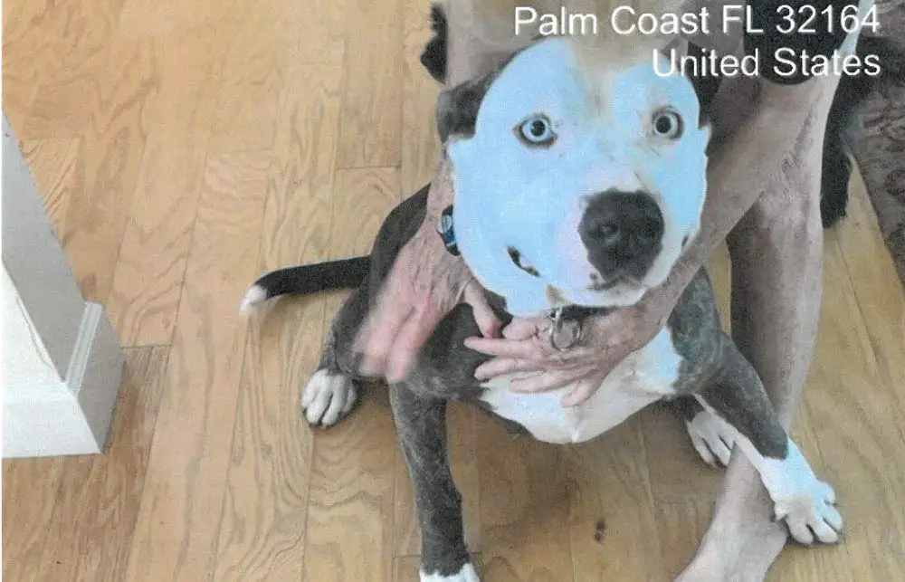 Blu, the dog at the center of a controversy that put in question the way Palm Coast's animal control officers interact with the public. Blu has been euthanized after his second attack in 13 months in the W-Section, the second one resulting in the death of another dog. (Palm Coast)