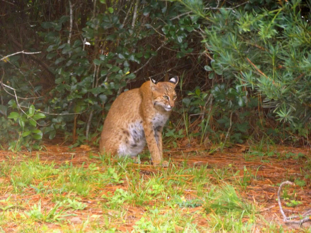 Nature Coast Critters - Get to know a neighbor: Bobcats (Lynx rufus), Local News