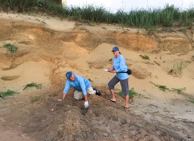 Turtle Patrol volunteers Bob and Linda Jaeger at the foot of Flagler's dunes. 