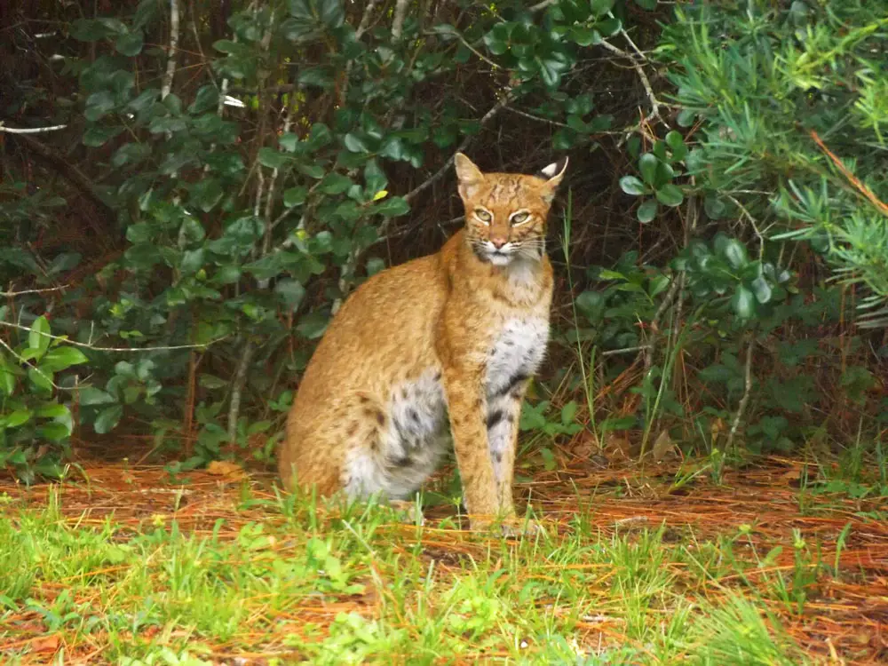 Reflections on a Bobcat Sighting on Palm Coast's Squadron Place |  FlaglerLive