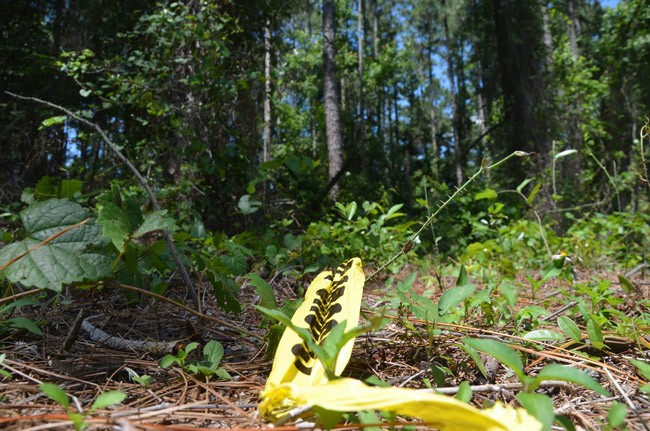 boulder rock drive dead body