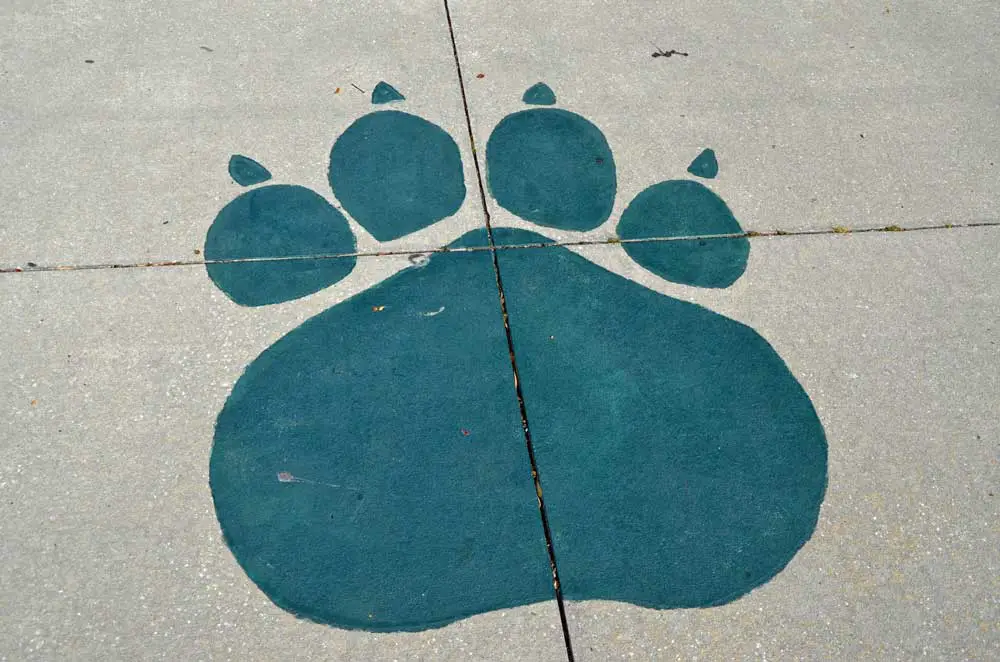A bulldog paw print at Flagler Palm Coast High School. (© FlaglerLive)