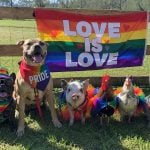 An image previewing this year's Bunnell Pride Festival, scheduled for Sunday, on the Cosmic Hippie's Facebook page in May.
