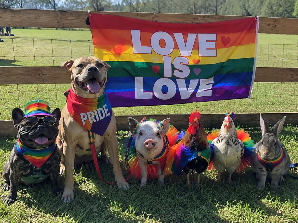 An image previewing this year's Bunnell Pride Festival, scheduled for Sunday, on the Cosmic Hippie's Facebook page in May.