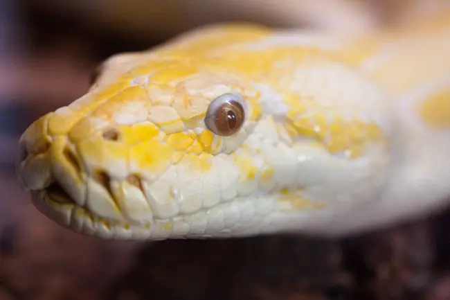 A Burmese python's impersonation of Jack Nicholson in 'The Shining.' (San Diego Shooter)