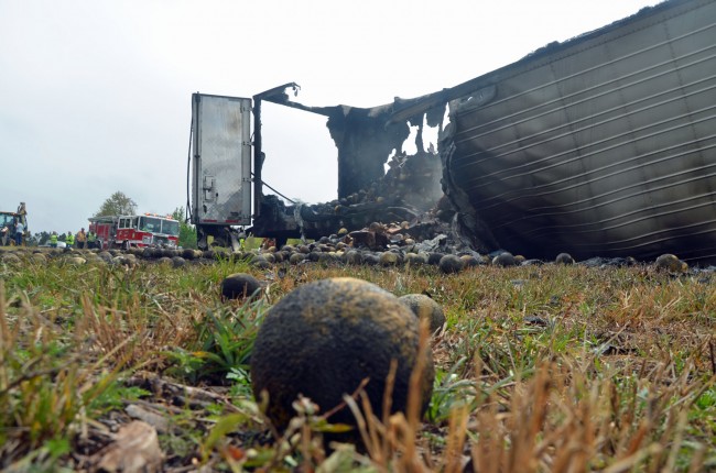 Barbecued cantaloupe littered the shoulder of I-95. Click on the image for larger view. (© FlaglerLive)