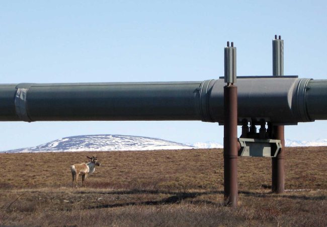 A caribou near the Trans Alaska Pipeline. (BLM)
