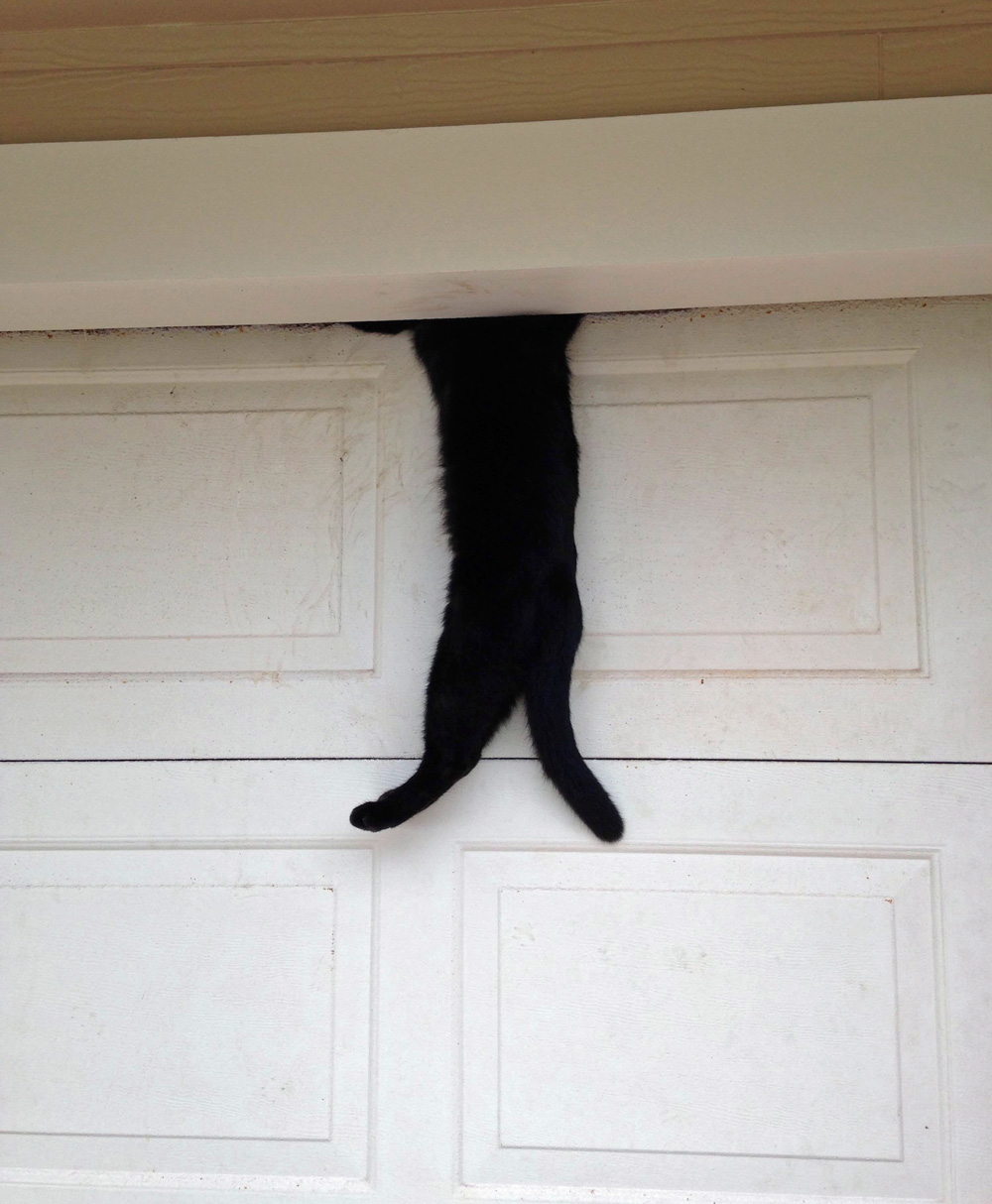 cat on top of door