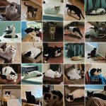 About half the cats in a collage by the Flagler County Sheriff's Office.