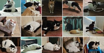 About half the cats in a collage by the Flagler County Sheriff's Office.