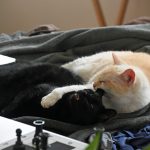 cats protection animal abuse