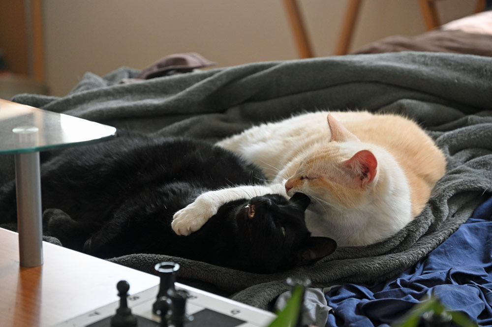 cats protection animal abuse