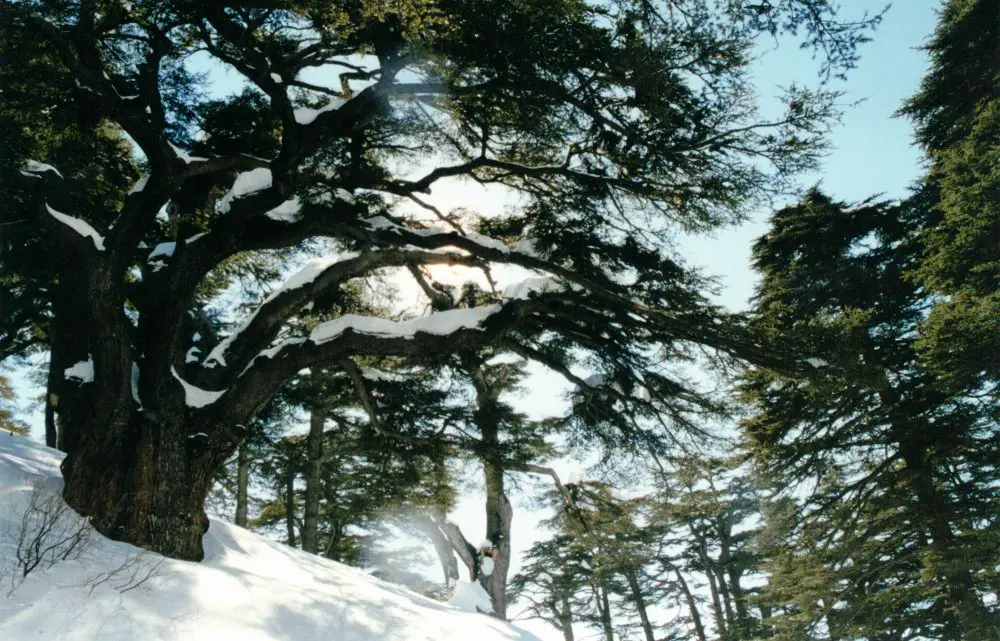 The Cedars of Lebanon. (© FlaglerLive)