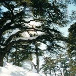 The Cedars of Lebanon. (© FlaglerLive)