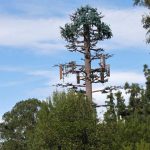 tree cell towers