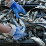 Two fishing companies challenged regulations that required Atlantic herring fishers to pay some costs for observers on their boats.