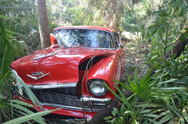 The Chevy Bel-Air dug a 20-yard path through the woods before trunks and brush stopped it. Click on the image for larger view. (© FlaglerLive)