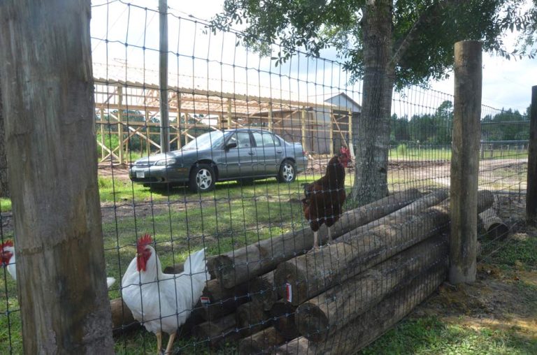 Should Palm Coast Allow Backyard Chickens? Council Balks, But Limited
