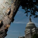 Cicadas climb up a tree at the U.S. Capitol in Washington, D.C.,