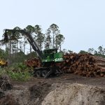 Clearing the way for more housing in Palm Coast's P Section. (© FlaglerLive)