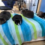 They can rest easy: a bunch of cats at Palm Coast's Community Cats. (© FlaglerLive)