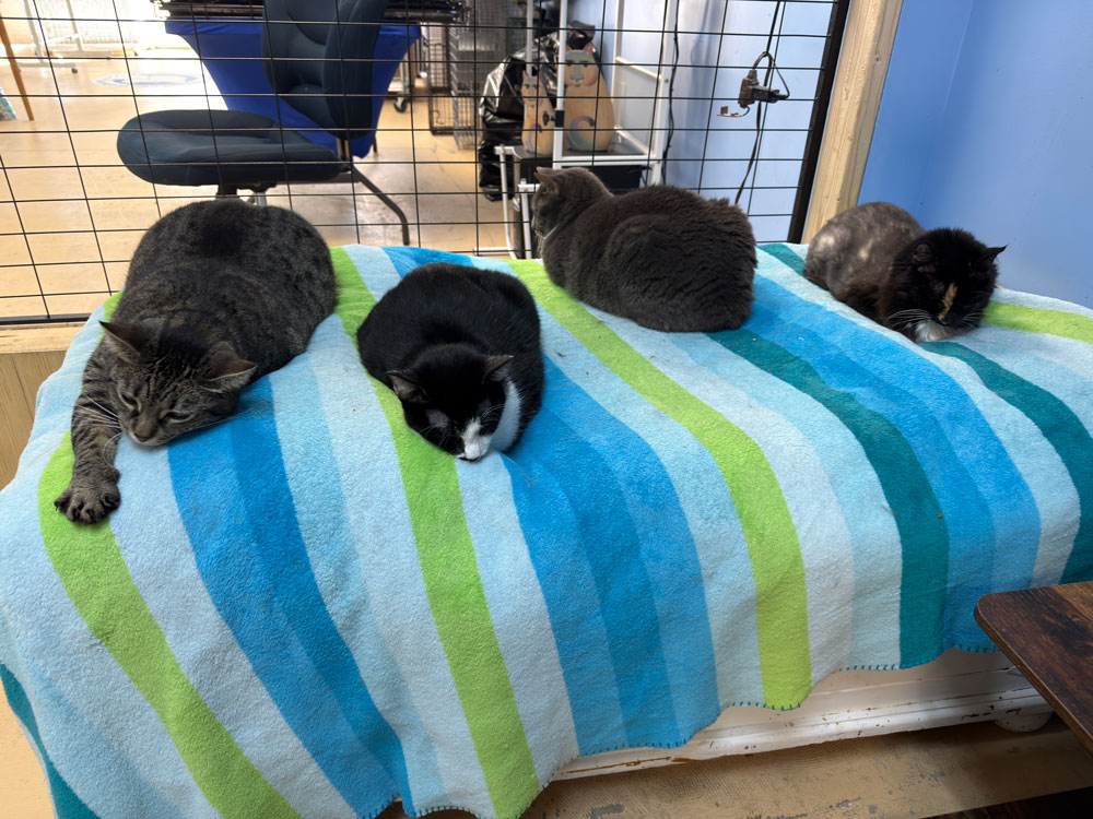 They can rest easy: a bunch of cats at Palm Coast's Community Cats. (© FlaglerLive)