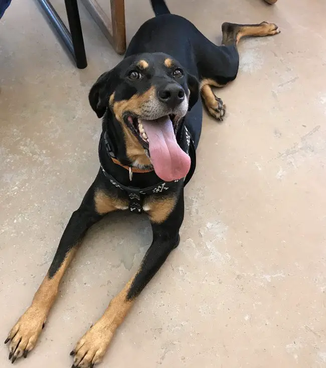 Cooper, a 6-year-old hound, has twice been designated dangerous--in Port Orange and in Palm Coast. It faces death if a circuit court doesn't reverse the ruling. He's seen today as he was at the Flagler Humane Society, which has held him since Feb. 27. (Flagler Humane Society)