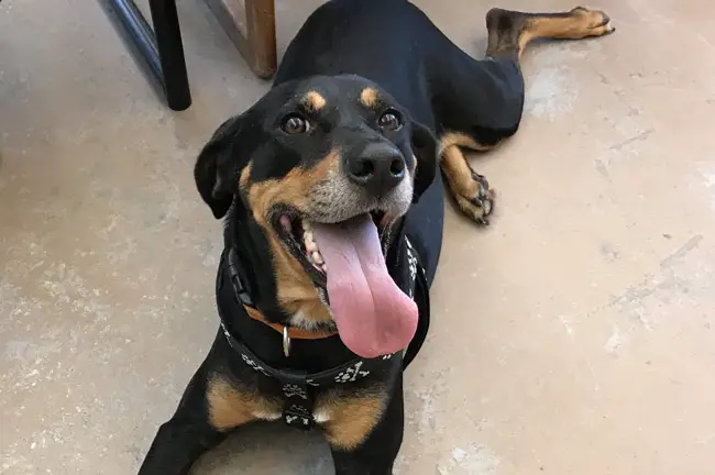 Cooper, a 6-year-old hound, has twice been designated dangerous--in Port Orange and in Palm Coast. It faces death if a circuit court doesn't reverse the ruling. He's seen today as he was at the Flagler Humane Society, which has held him since Feb. 27. (Flagler Humane Society)