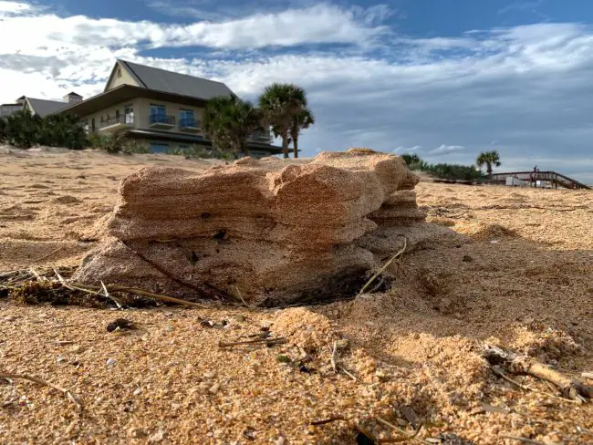 One of the many innumerable coquina rocks now studding the beach in front of Hammock Dunes Club as Tropical Storm Nicole remade the character of the beach. (© FlaglerLive)