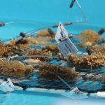 Elkhorn coral fragments rescued from overheating ocean nurseries sit in cooler water at Keys Marine Laboratory. (NOAA)