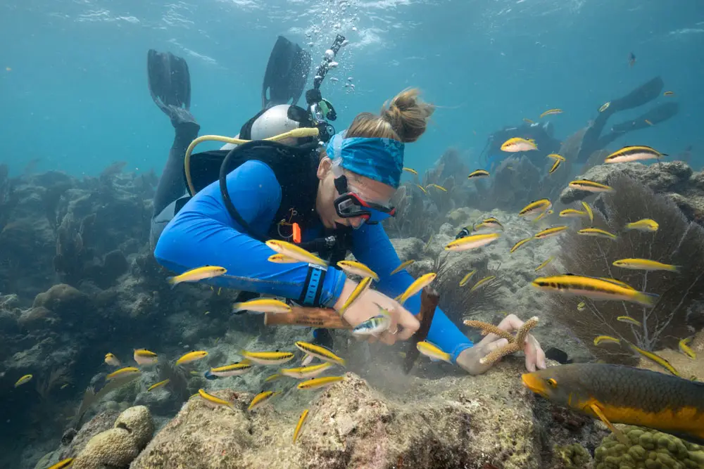 A diver prepares a site for staghorn coral replanting by removing nuisance algae. (Coral Restoration Foundation)