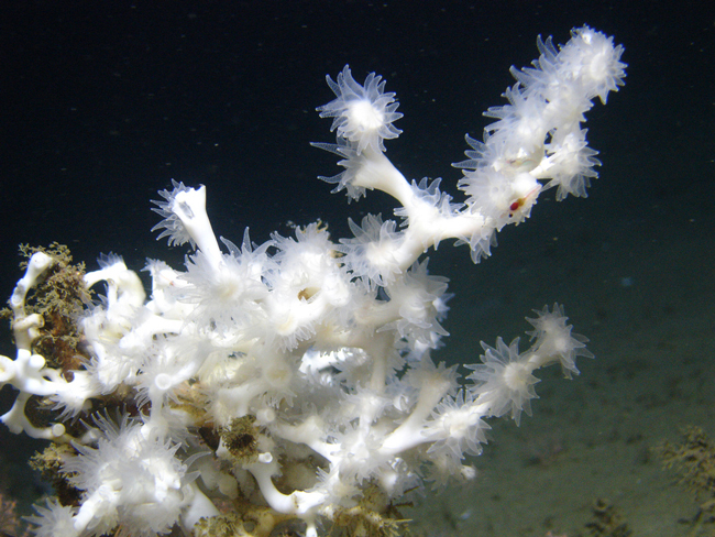 deepwater corals 