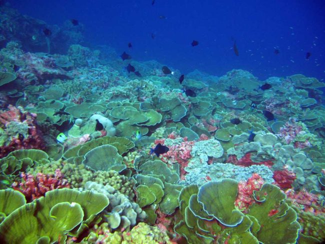 Corals under Phoenix Island. (Wikimedia Commons)