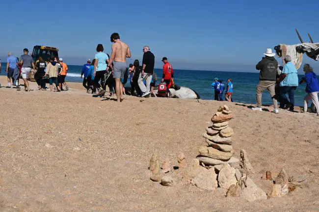 A cairn unwittingly became the only memorial, temporary though it would be, to the only known occurrence of a beached killer whale in the Southeast since NOAA has been keeping records. (© FlaglerLive)