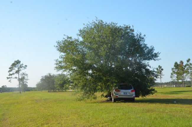 The SUV struck one of the few trees by roadside. (c FlaglerLive)