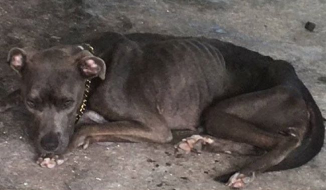 One of the dogs rescued from the Richmond Drive back porch. (FCSO)