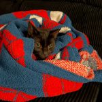 For the love of pets. (© Renzo Calarota for FlaglerLive)