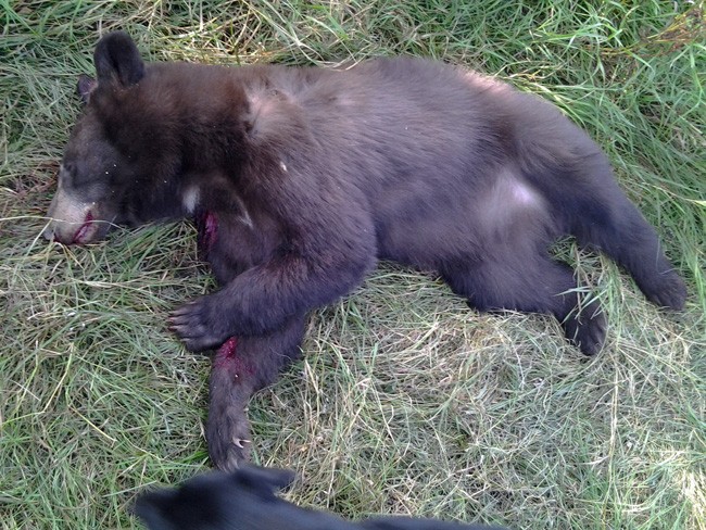 A 2-year-old black bear killed in a hunt in another state by a hunter who identifies herself as 'Gretchen' on Flickr, and who wrote of the kill: 'We butchered it up and it is the best wild meat I've ever had.'