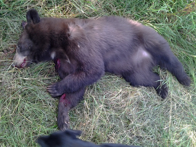 black bear hunt florida